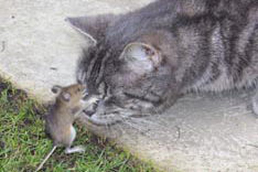 Мышонок оставил кота в дураках - Хобби, отдых и развлечения