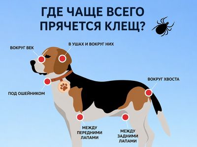 VMVT напоминает: с началом активного сезона клещей позаботьтесь о защите животных - Наука и здоровье