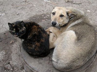 Растет число бездомных кошек и собак - Литва и страны Балтии