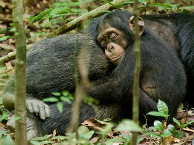 Ученые расшифровали язык жестов шимпанзе - Наука и здоровье