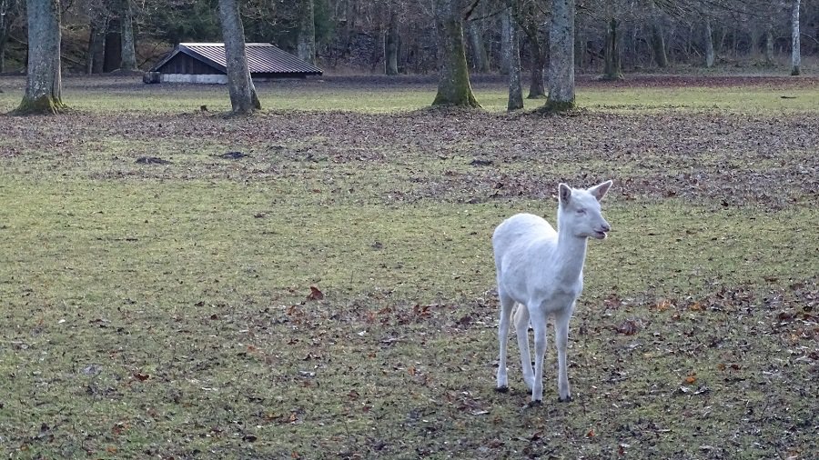 В Паневежском районе женщина сняла на видео белых косуль - Это интересно