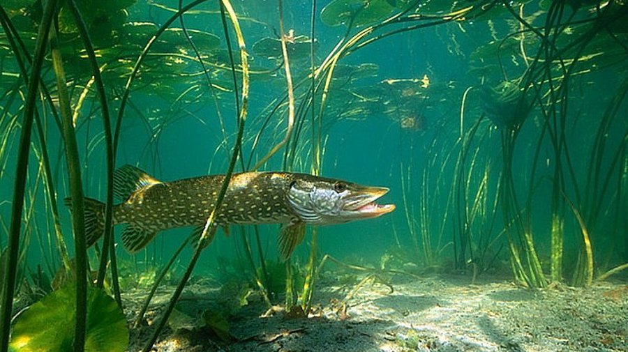 Сводка криминальных происшествий за 24 – 26  марта  - Происшествия и криминал