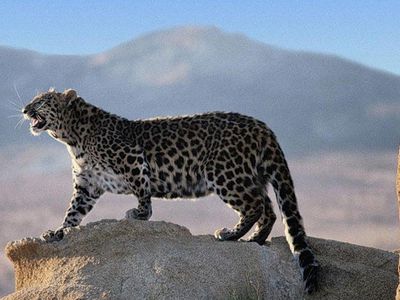 В России запустят аналог телеканалов Discovery и National Geographic - Хобби, отдых и развлечения