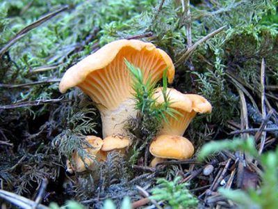 Специалисты отвергают подозрения, что грибы в Литве заражены радионуклидами? - Наука и здоровье