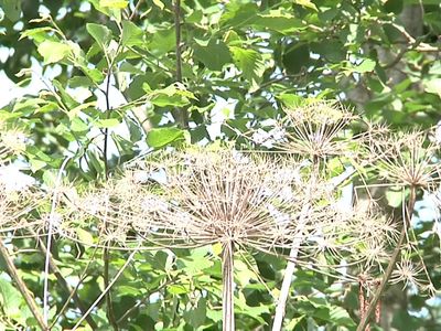 Все на борьбу с борщевиком! - В Висагинасе