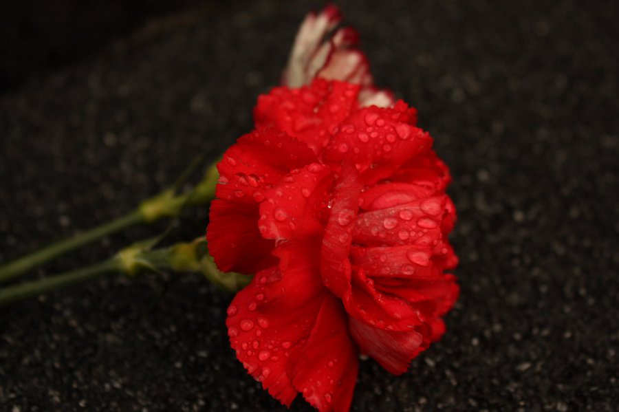 Соболезнуем коллеге ...                                                                                                                                - Новости TTS