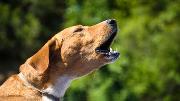 Учёные выяснили, почему человек понимает лай собак