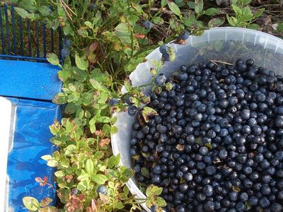 Браконьеры под прицелом граждан: количество жалоб увеличилось более чем в 10 раз - В Висагинасе