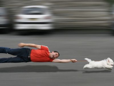 В Литве запретили держать в квартирах собак опасных пород - Литва и страны Балтии