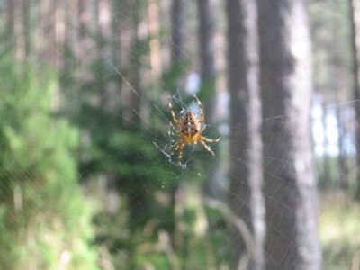 Pirmadienis – šilčiausia savaitės diena - Lietuva ir Baltijos šalys