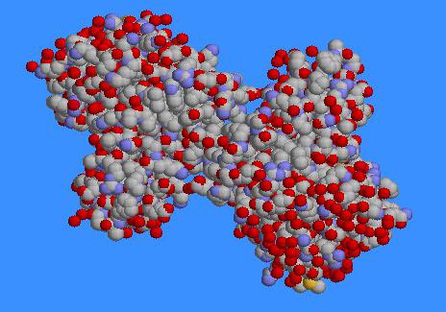 Обогащенная белками диета – полезна - Наука и здоровье