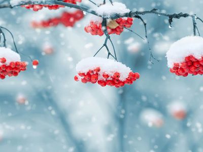 Морозы в Литве понемногу будут отступать, на следующей неделе - плюсовая температура - Литва и страны Балтии