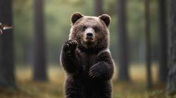 Женщина с глазу на глаз встретилась с медведем: их разделяли всего 10 шагов