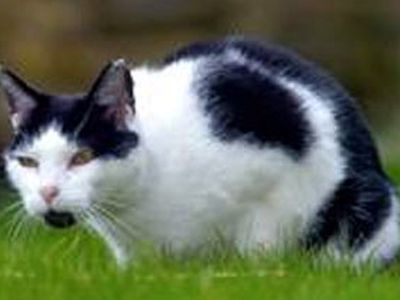 Почтальоны в британском Лидсе отказались обслуживать один из домов из-за агрессивного кота - Хобби, отдых и развлечения