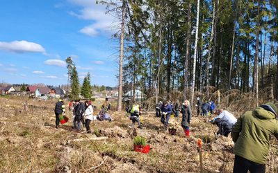Prasidėjo pirmieji miškasodžiai: per dieną pasodinta beveik 44 tūkst. medelių - Įdomu žinoti