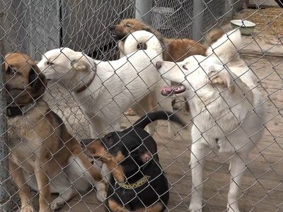 Висагинский приют для животных обращается к жителям Висагинаса (видео) - В Висагинасе