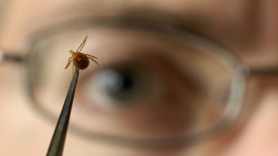 Клещевым энцефалитом можно заразиться и через молоко - Наука и здоровье