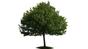 Создаются «синтетические деревья»