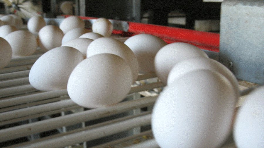 Литовцам разрешили оптом скупить латвийские птицефабрики - Литва и страны Балтии