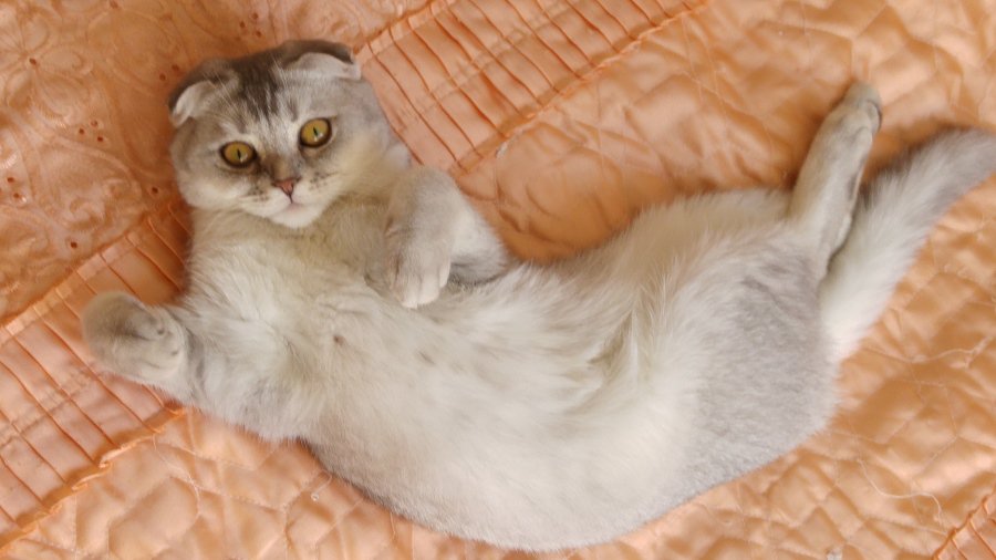 Участник № 59 конкурса «Мой домашний любимец» - Конкурсы для читателей