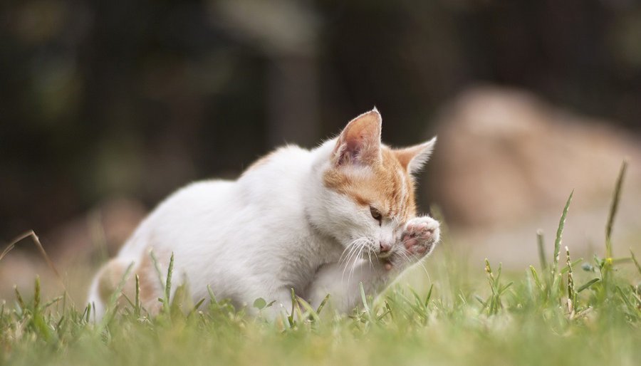 Висагинское общество опеки животных просит о помощи - В Висагинасе