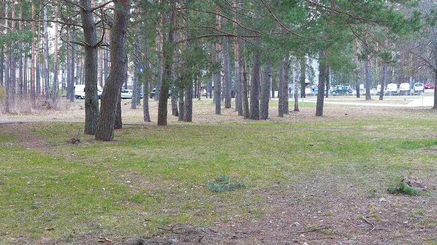 Висагинас получил долгожданную возможность самостоятельно решать проблемы упавших деревьев (видео) - В Висагинасе