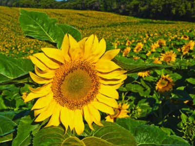 Что вреднее: жиры растительные или животные? - Наука и здоровье