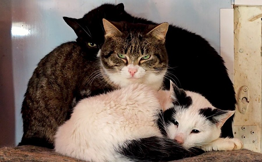 Katės, žmonės ir futbolas: neeilinė savaitė Visagine. Laida "Savaitės kontūrai" 2026 04 03 (video) - Visagine