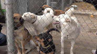 Висагинский приют для животных обращается к жителям Висагинаса (видео)
