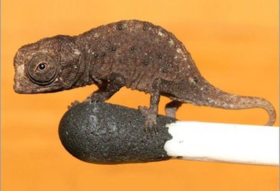 В природе существуют хамелеоны размером 29 мм - Наука и здоровье