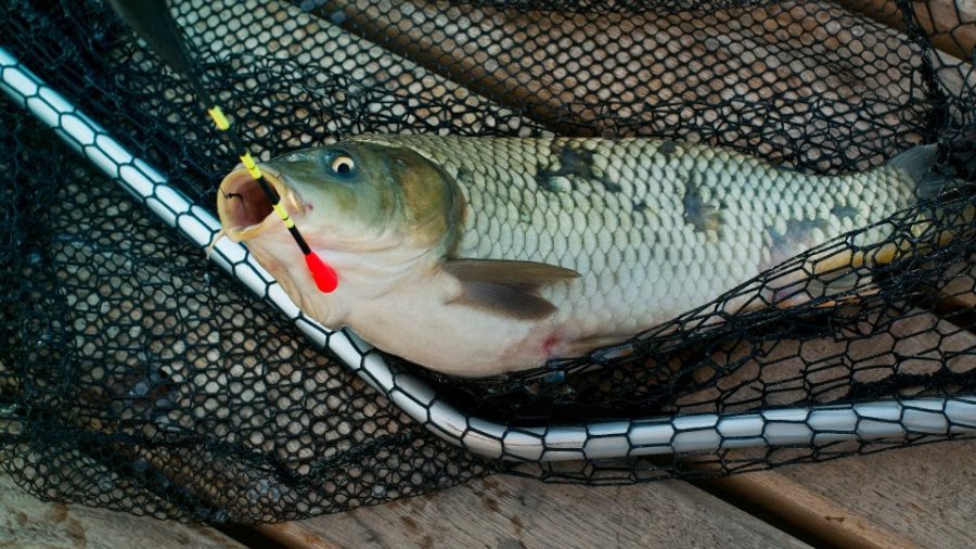 И это все о...рыбе - В Висагинасе