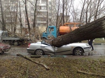 Ветер разбушевался на территории всей Литвы - Литва и страны Балтии