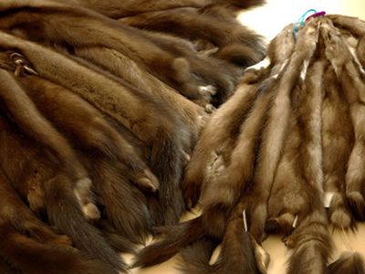 Что, где, почем                 - Хобби, отдых и развлечения