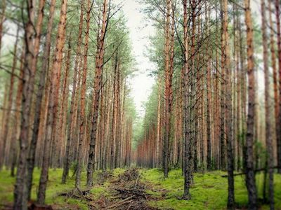 В заповедниках и рекреационных лесах будет запрещена рубка главного пользования - Литва и страны Балтии