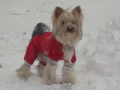 Участник №19 конкурса «Мой домашний любимец» - Конкурсы для читателей