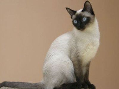 Кошачий паразит заставляет людей покончить с собой - Наука и здоровье