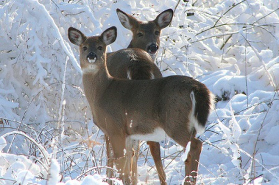 Осторожно: косули!                                            - Происшествия и криминал