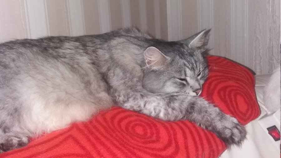 Участник №9 конкурса «Мой домашний любимец» - Конкурсы для читателей