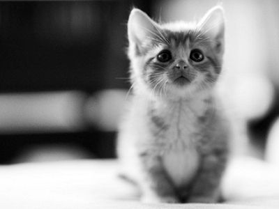 Кавайные картинки вызывают бессознательную агрессию - Наука и здоровье