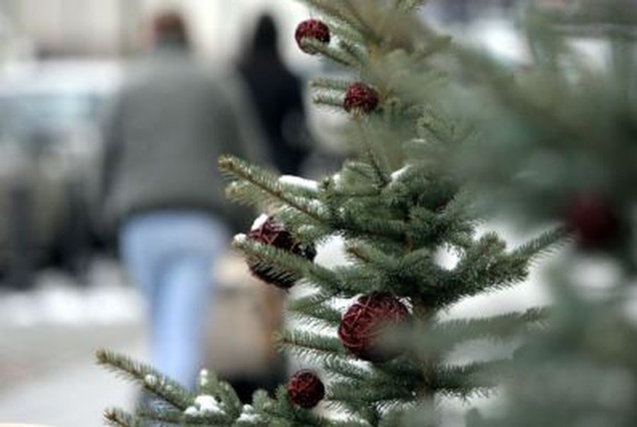 Nemokamos eglių šakos – kalėdinė dovana šalies gyventojams  - Lietuva ir Baltijos šalys