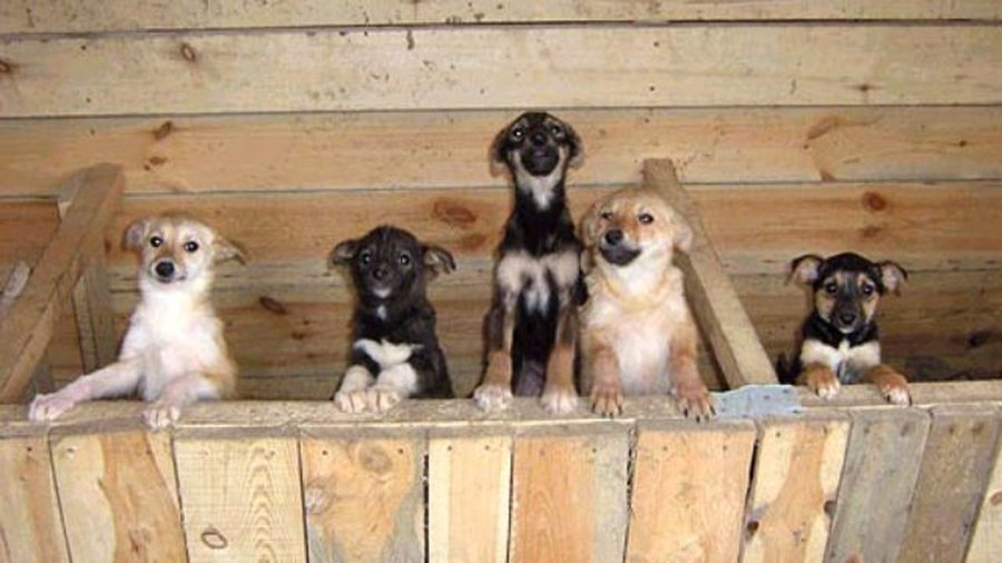 Спасибо за помощь! - В Висагинасе