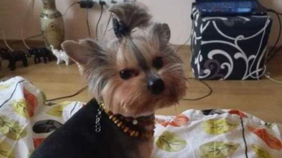 Участник № 65 конкурса «Мой домашний любимец» - Конкурсы для читателей