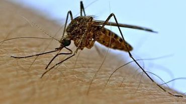 Приманку для комаров с человеческим запахом создали ученые