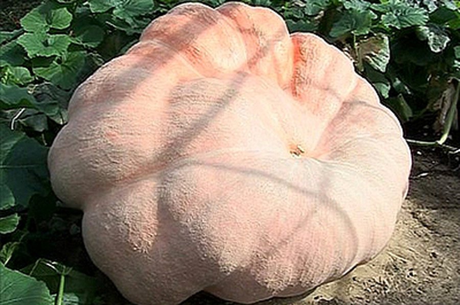 В США вырастили гигантскую тыкву
 - Хобби, отдых и развлечения