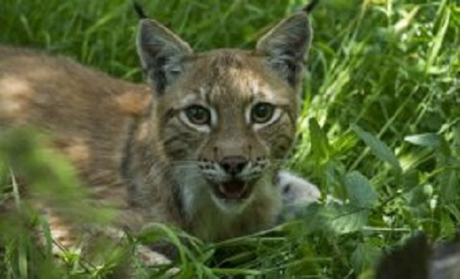 Натуралистам удалось снять на камеру играющую рысь - Это интересно