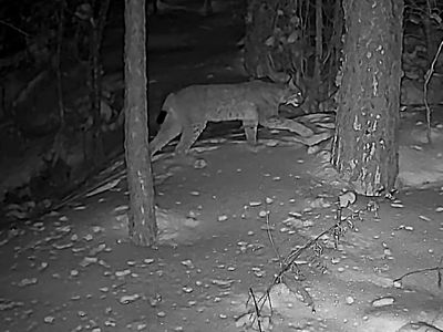 Почему дикие животные всё чаще появляются в населённых пунктах: разъяснение служб охраны природы (видео) - В Висагинасе