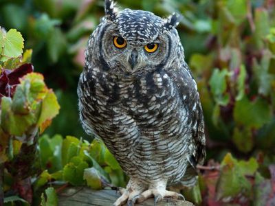 В Европе стало больше диких животных и птиц - Литва и страны Балтии