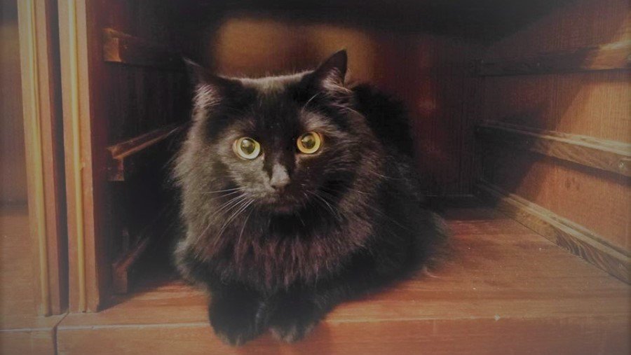 Участник №14 конкурса «Мой домашний любимец» - Конкурсы для читателей