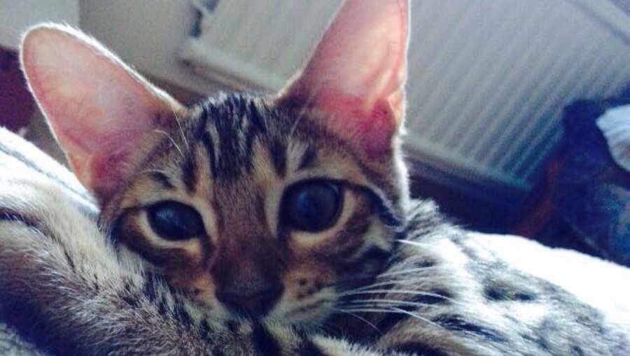 Участник № 42 конкурса «Мой домашний любимец» - Конкурсы для читателей