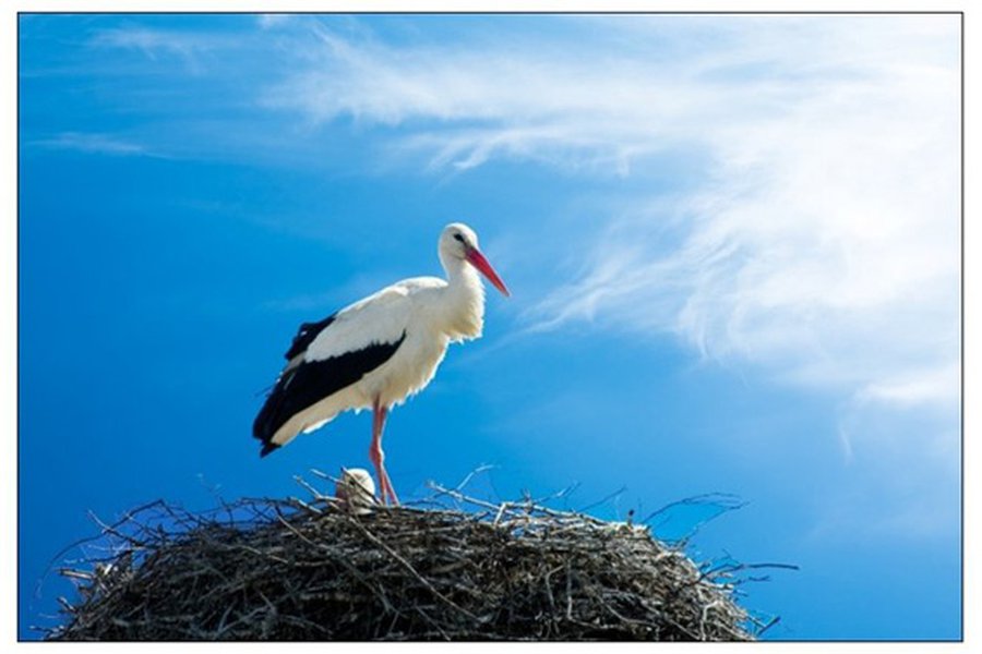Литовский священник пожаловался на аиста-мстителя
 - Хобби, отдых и развлечения